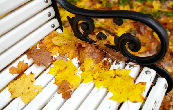 Picture autumn, leaves, bench, Park, colorful, maple, park, autumn, leaves, bench, fall, maple