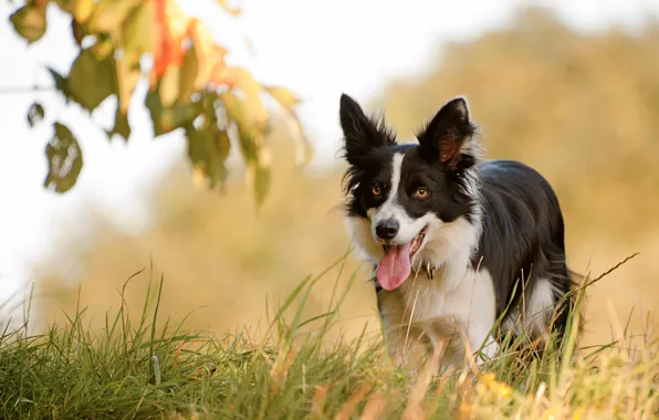 Picture language, grass, face, dog, The border collie