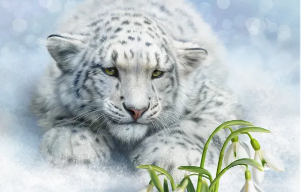 Picture snow, flowers, mood, art, snowdrops, Snow leopard, wild cat, IRBIS