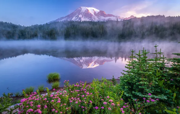 Picture forest, flowers, fog, lake, reflection, dawn, mountain, morning, ate, Mount Rainier National Park, National Park …