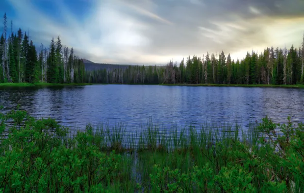 Picture United States, Oregon, lake, Belknap Springs, Luminar