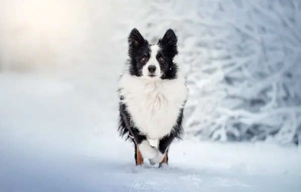 Picture winter, snow, dog, walk, bokeh, The border collie, Ekaterina Kikot