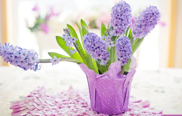 Picture flowers, bouquet, Easter, hyacinth
