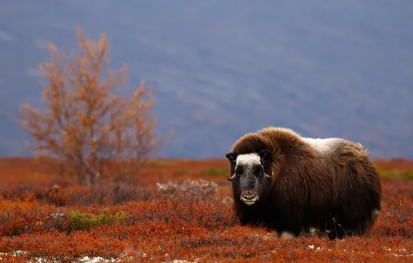 Wallpaper field, autumn, tree, bull, musk ox images for ...