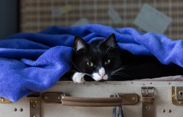 Picture cat, cat, look, face, blue, pose, black, portrait, towel, lies, suitcase, green-eyed, tricky, voyage, Terry
