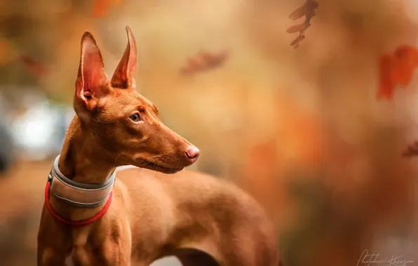 Picture autumn, leaves, nature, animal, dog, Pharaoh, profile, dog, Ekaterina Kikot, Pharaoh hound