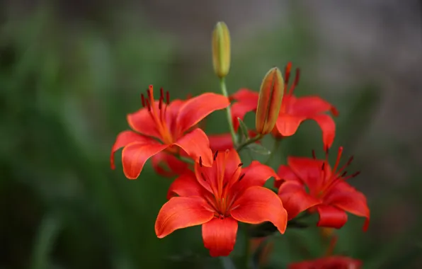 Picture macro, background, Lily, petals, buds, scarlet