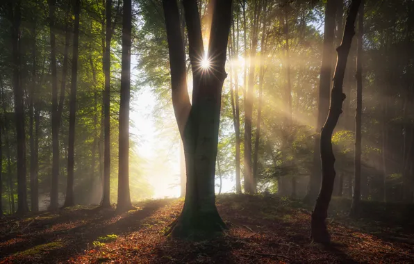 Picture forest, trees, Germany, Bayern, the sun's rays