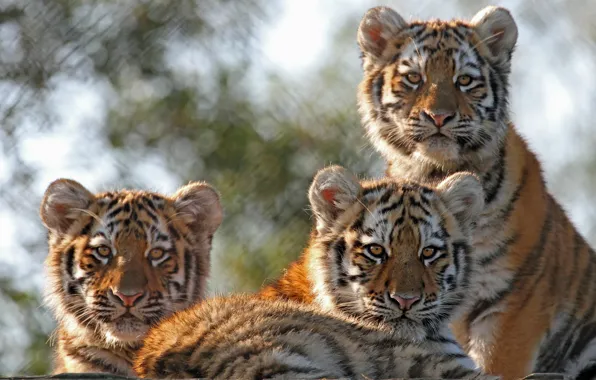 Picture kittens, wild cats, tigers, trio, the cubs, cubs, Trinity