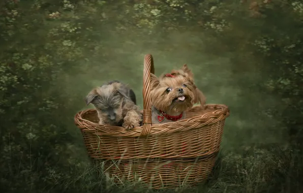Picture dogs, basket, friends