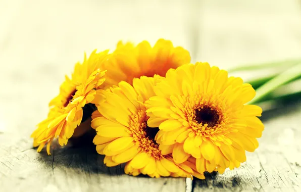 Picture flowers, yellow, gerbera, yellow, flowers, gerbera