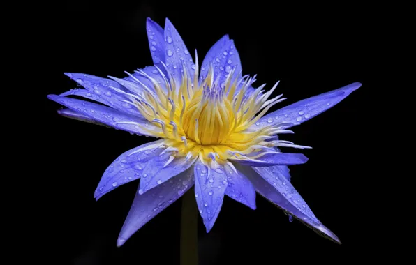 Picture flower, Lotus, the dark background