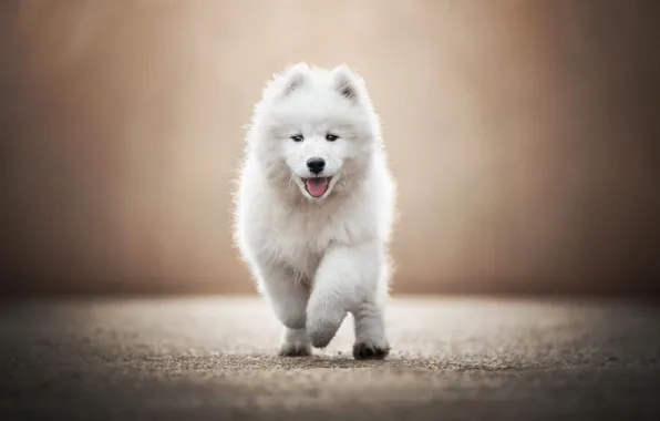 Picture road, language, white, look, light, pose, background, dog, baby, running, puppy, walk, face, blurred, adorable, …