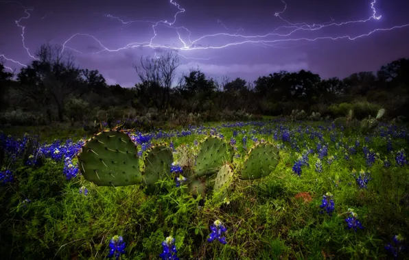Picture the storm, landscape, flowers, mountains, clouds, nature, vegetation, lightning, cacti, USA, Texas