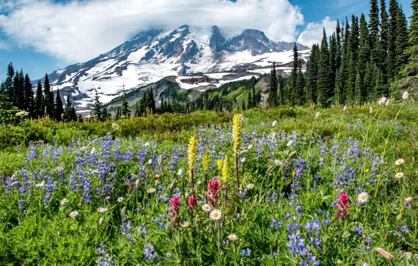 Picture trees, flowers, mountain, meadow, Mount Rainier National Park, National Park mount Rainier, Mount Rainier, The …