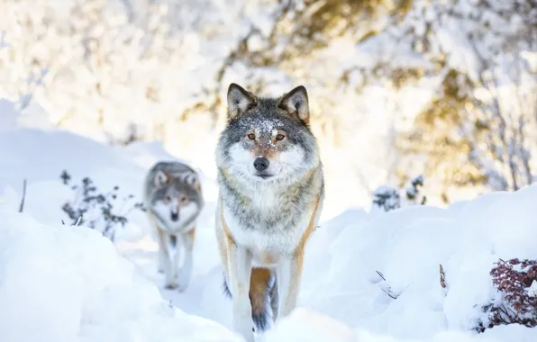 Picture winter, snow, two, wolf