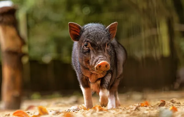 Picture face, pig, Piglet, pig, Вьетнамская вислобрюхая свинья