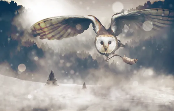 Picture winter, forest, look, snow, flight, nature, rendering, owl, collage, bird, wings, mouse, ate, art, claws, …