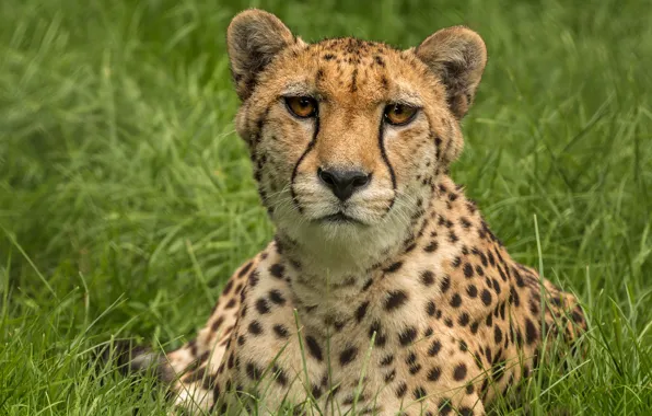 Picture summer, grass, look, face, glade, portrait, Cheetah