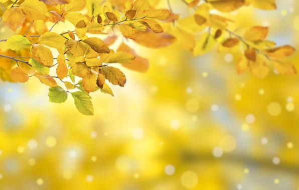Picture autumn, leaves, colorful, background, autumn, leaves, autumn