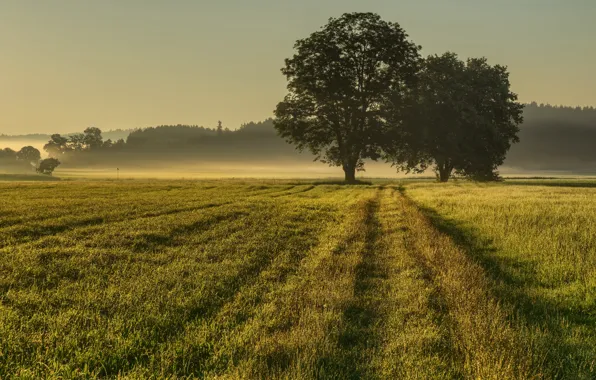 Picture field, summer, fog, morning