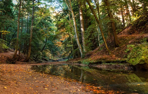 Picture autumn, forest, trees, stream, Ohio, Ohio, Hocking Hills State Park