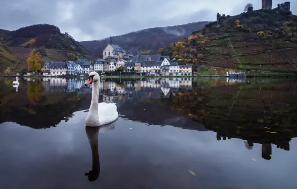 Picture Swan, Rhineland-Palatinate, Ellenz, The District Of Cochem-Zell