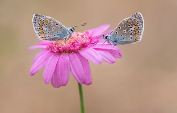 Picture flower, butterfly, a couple