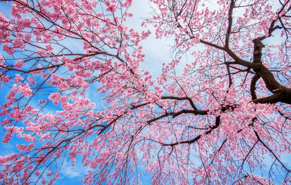 Picture the sky, branches, cherry, tree, spring, Sakura, flowering, pink, blossom, tree, sakura, cherry, spring