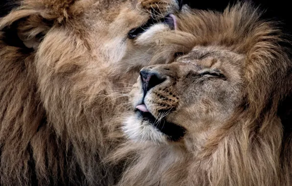 Picture Leo, mane, lions, wild cat, muzzle, BROTHERLY love