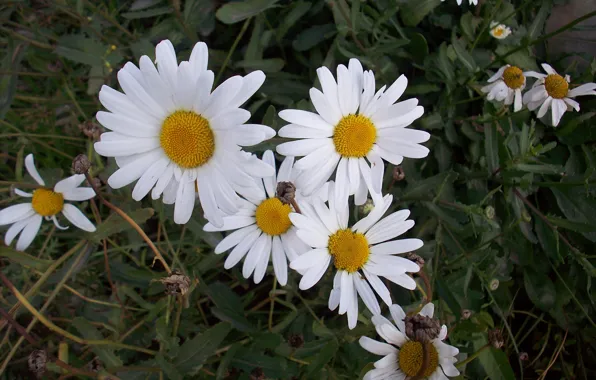 Picture summer, flowers, chamomile, white daisies