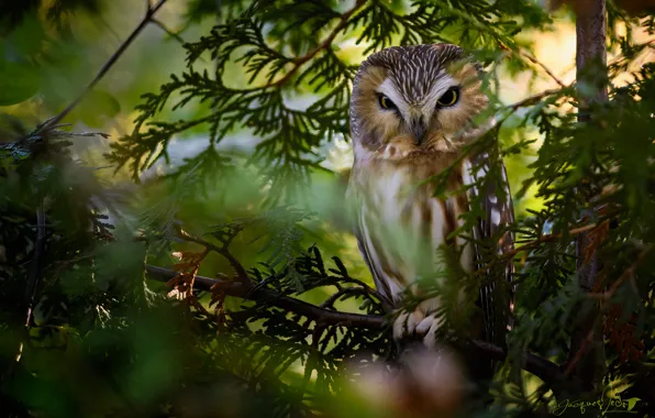 Picture branches, owl, bird, North American boreal owl