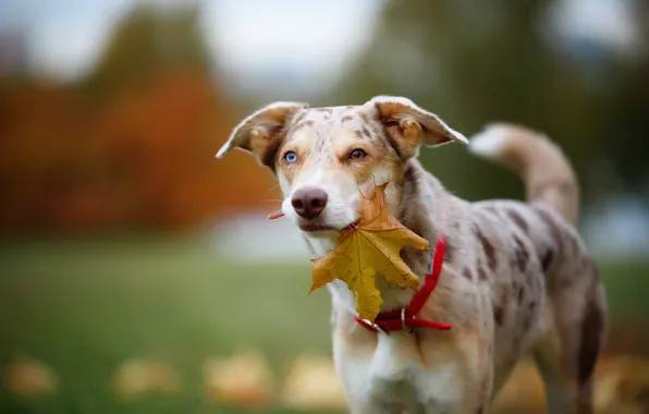 Picture autumn, look, face, leaves, nature, background, foliage, leaf, portrait, dog, maple, spotted