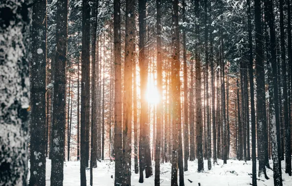 Picture winter, forest, the sun, light, snow, trees, nature