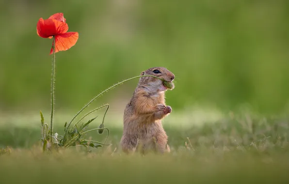 Picture flower, background, Mac, gopher, rodent