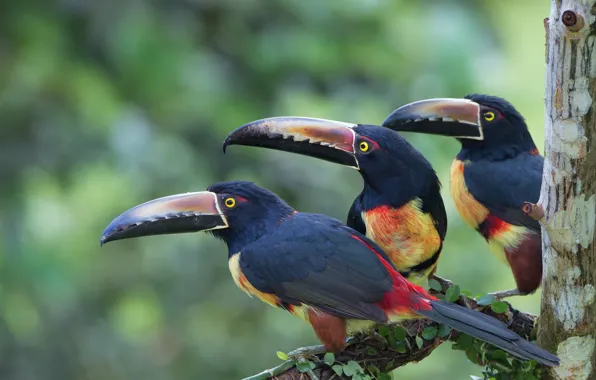Picture birds, branch, toucans, aracari