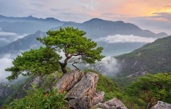 Picture clouds, landscape, mountains, nature, fog, tree, rocks, forest, pine, South Korea