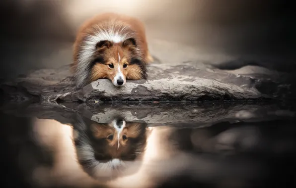 Picture face, water, reflection, dog, Sheltie, Shetland Sheepdog