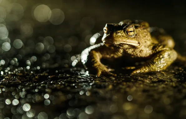 Picture look, macro, glare, pond, the dark background, frog, toad, pond, bokeh