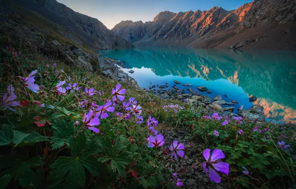 Picture flowers, mountains, lake, Kyrgyzstan, Tien Shan, Teskey-Ala-Too Ridge, Ala-Kul Lake