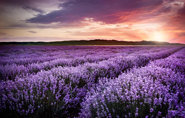 Picture purple, sunset, flowers, field, sunset, lavender, lavender, violet, lavender field, blooming