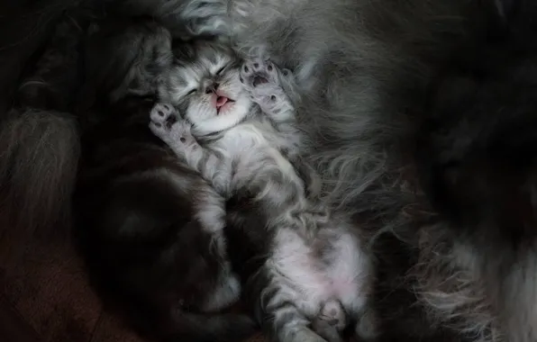 Picture cat, sleep, legs, kittens, kids, sleeping kittens