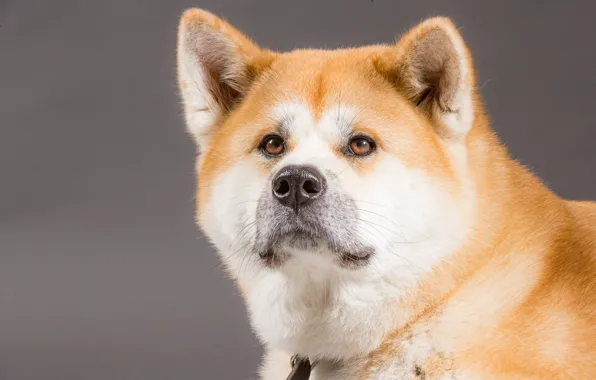 Picture look, face, background, portrait, dog, Akita inu