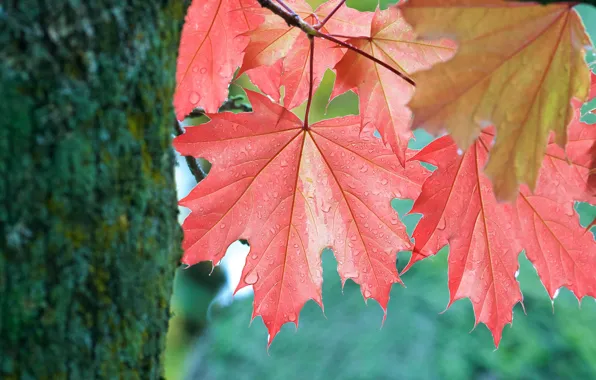 Picture autumn, leaves, tree, leaf, trunk, maple, maple leaves, autumn, maple leaves, blushing