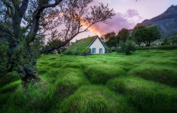 Picture grass, trees, Church, Iceland, Iceland, The yard, Hofskirkja Church, Hof