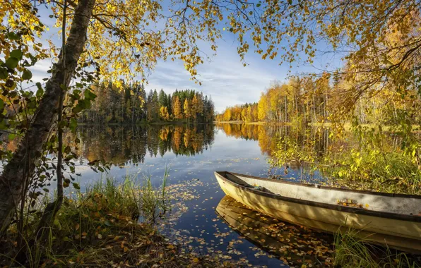 Picture forest, summer, lake, boat