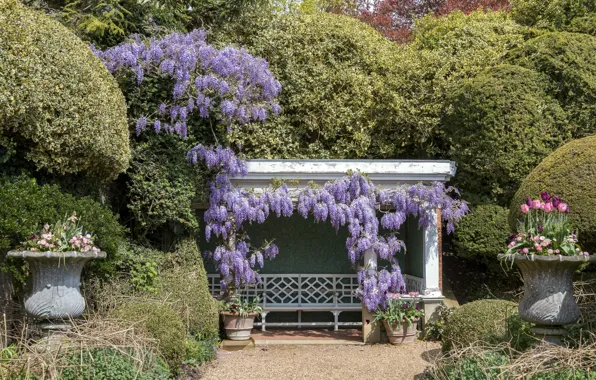 Picture Park, photo, Tulip, England, Wisteria, Ascott House gardens