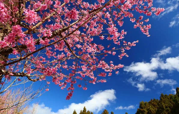 Picture the sky, branches, cherry, tree, spring, Sakura, flowering, flowers
