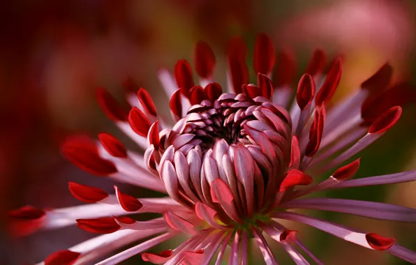 Picture flower, macro, background, petals, red, scarlet, Dahlia, grade