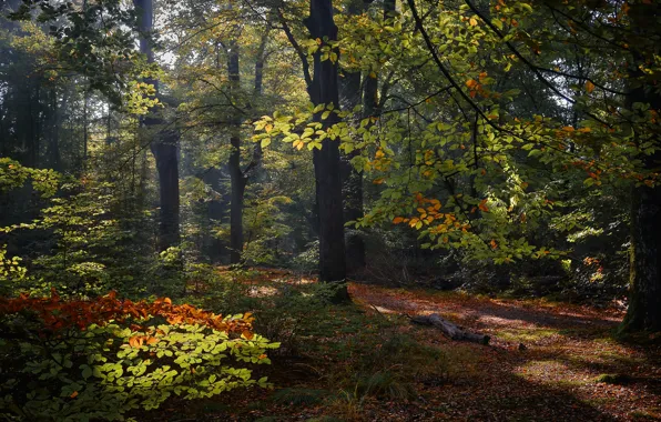 Picture autumn, forest, trees, Netherlands